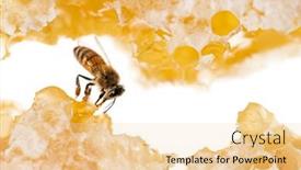  Presentation with honey bee honeycomb - Slide deck enhanced with bee-eating-honey background and a lemonade colored foreground