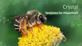  Presentation with bee - 