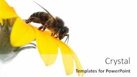  Presentation with bee - Slide set featuring bee eating background and a white colored foreground
