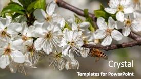  Presentation with pollen - PPT theme consisting of bee flies towards white flowers on flowering trees to collect pollen background and a violet colored foreground