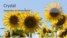  Presentation with bee - Theme with bee-flying-around-a-group background and a light blue colored foreground