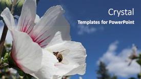  Presentation with bee - Beautiful theme featuring bee-flying-around-flowers-looking backdrop and a ocean colored foreground