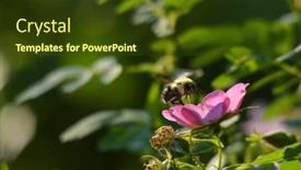  Presentation with bee - Colorful slide deck enhanced with bee-flying-around-flowers-looking backdrop and a tawny brown colored foreground