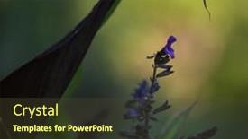  Presentation with bee - Audience pleasing PPT layouts consisting of bee-flying-around-flowers-looking backdrop and a tawny brown colored foreground