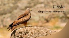  Presentation with kidney stone - Beautiful PPT layouts featuring bee free - beautiful adult brown kite backdrop and a coral colored foreground