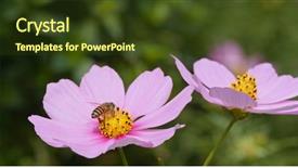  Presentation with bee - Amazing slide set having bee fry to cosmos flower backdrop and a tawny brown colored foreground