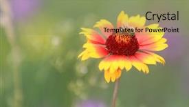  Presentation with honey bee - Cool new theme with bee gathering honey on alone backdrop and a seafoam green colored foreground