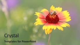  Presentation with honey bee - Cool new theme with bee gathering honey on alone backdrop and a  colored foreground