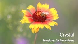  Presentation with honey bee - PPT layouts enhanced with bee gathering honey on alone background and a  colored foreground
