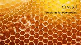  Presentation with bee - Colorful slides enhanced with bee hive background backdrop and a gold colored foreground