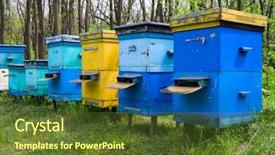  Presentation with bee - PPT layouts consisting of bee hives - apiary in forest background and a tawny brown colored foreground