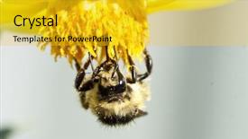  Presentation with wild flower - Slide set with thumb up with open door background and a sky blue colored foreground