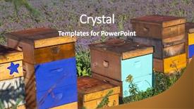  Presentation with commercial - Slide set with bee hives - commercial beehives used to pollinate background and a violet colored foreground