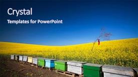  Presentation with bee - Amazing presentation theme having bee hives at the edge backdrop and a navy blue colored foreground