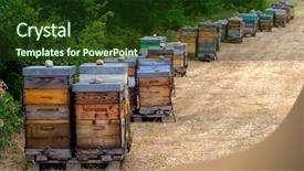  Presentation with bee hive - PPT theme featuring bee hives in provence france background and a tawny brown colored foreground