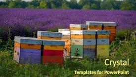  Presentation with frames of a bee hive - Amazing PPT theme having bee hives in provence france backdrop and a tawny brown colored foreground