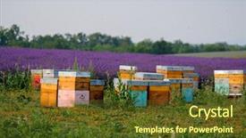  Presentation with bee - Slides consisting of bee hives in provence france background and a tawny brown colored foreground