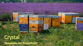  Presentation with bee hive - PPT theme with bee hives in provence france background and a tawny brown colored foreground