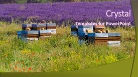  Presentation with bee - Slide deck having bee hives in provence france background and a violet colored foreground