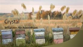  Presentation with bee hive - Amazing presentation design having bee hives new zealand backdrop and a coral colored foreground