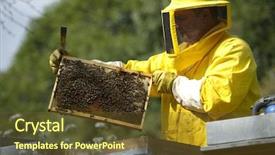  Presentation with honey bee honeycomb - Presentation featuring bee human - beekeeper with honeycomb background and a  colored foreground