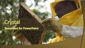  Presentation with honey bee honeycomb - PPT theme with bee human - beekeeper with honeycomb background and a  colored foreground