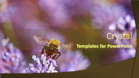  Presentation with lavender flowers - Presentation theme featuring bee-in-a-lavender-blossom background and a tawny brown colored foreground