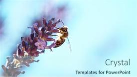  Presentation with lavender flowers - Slides consisting of bee-in-a-lavender-blossom background and a cool aqua colored foreground