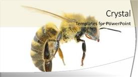  Presentation with bee - Amazing slide deck having bee in flying backdrop and a blonde colored foreground
