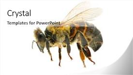  Presentation with bee - Amazing PPT theme having bee in flying backdrop and a white colored foreground
