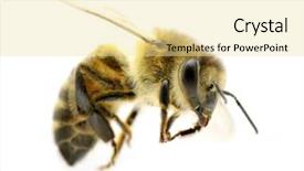  Presentation with bee - Presentation theme featuring bee in flying background and a blonde colored foreground
