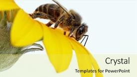  Presentation with bee - Beautiful presentation featuring bee in the flower backdrop and a yellow colored foreground