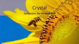  Presentation with sunflower sunflower sunflower sunflower sunflower - Slide set enhanced with bee in the sunflower background and a gold colored foreground