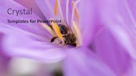  Presentation with bee - PPT theme having bee-inside-colchicum-autumnale background and a lilac colored foreground