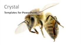  Presentation with bee - Colorful PPT theme enhanced with bee-isolated-on-the-white backdrop and a white colored foreground