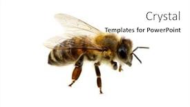  Presentation with insect - 