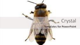  Presentation with bee - PPT theme enhanced with bee isolated on the white background and a light gray colored foreground