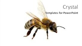  Presentation with insect - Cool new PPT layouts with bee isolated on the white macro of a living insect backdrop and a white colored foreground