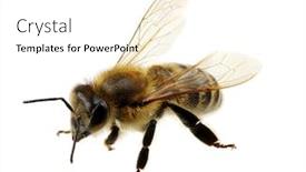  Presentation with bee - Amazing theme having bee-isolated-on-the-white backdrop and a white colored foreground
