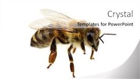  Presentation with bee - Presentation theme enhanced with bee isolated on the white background and a white colored foreground