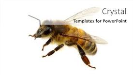  Presentation with bee - Cool new slide set with bee isolated on the white backdrop and a white colored foreground