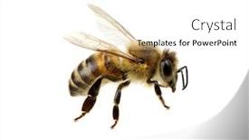  Presentation with bee - Colorful PPT layouts enhanced with bee isolated on the white backdrop and a white colored foreground