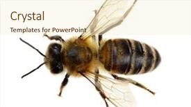  Presentation with bee - Colorful PPT theme enhanced with bee isolated on the white backdrop and a cream colored foreground