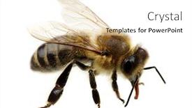  Presentation with bee - Slide deck with bee isolated on the white background and a white colored foreground