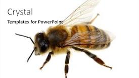  Presentation with bee - Amazing slide deck having bee isolated on the white backdrop and a white colored foreground