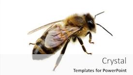  Presentation with bee - Colorful slide set enhanced with bee isolated on the white backdrop and a white colored foreground