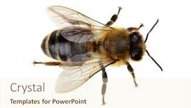  Presentation with bee - Colorful PPT theme enhanced with bee isolated on the white backdrop and a cream colored foreground