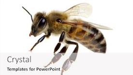  Presentation with frames of a bee hive - Presentation design having bee isolated on white background background and a white colored foreground