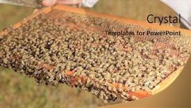  Presentation with honey bee hive - Presentation design with bee keeper with bee colony background and a coral colored foreground