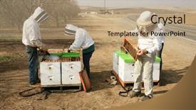  Presentation with honey bee - Presentation design featuring genuine unidentifiable bee keepers inspect background and a coral colored foreground